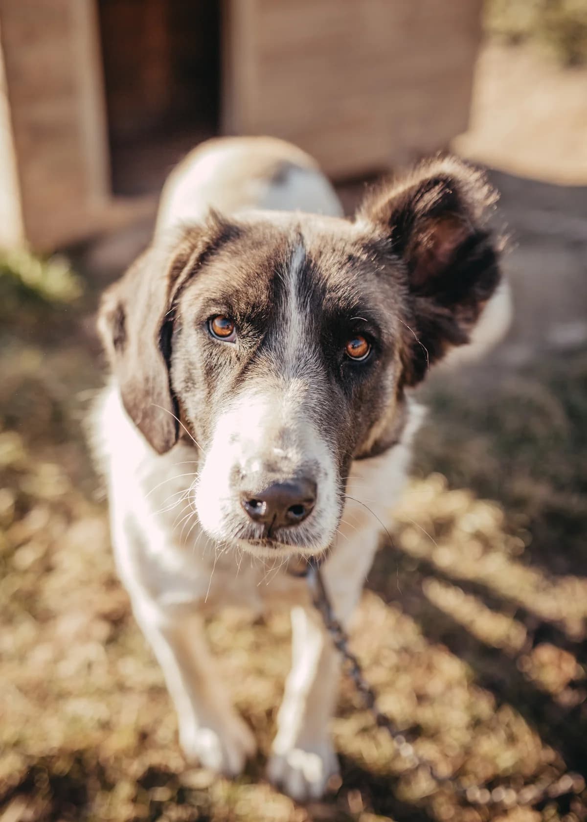 Allegra, female young Mixed Breed for adoption at Arme Hundeseelen, Năsăud