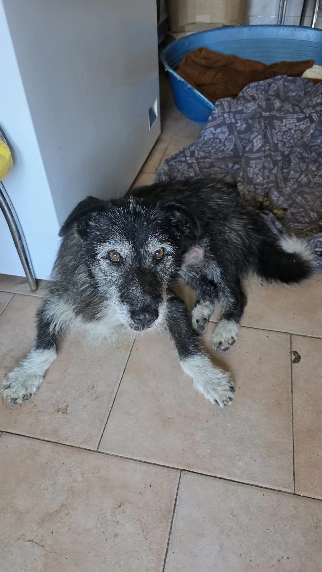Amadeus, male senior Mixed Breed for adoption at Arme Hundeseelen, Năsăud