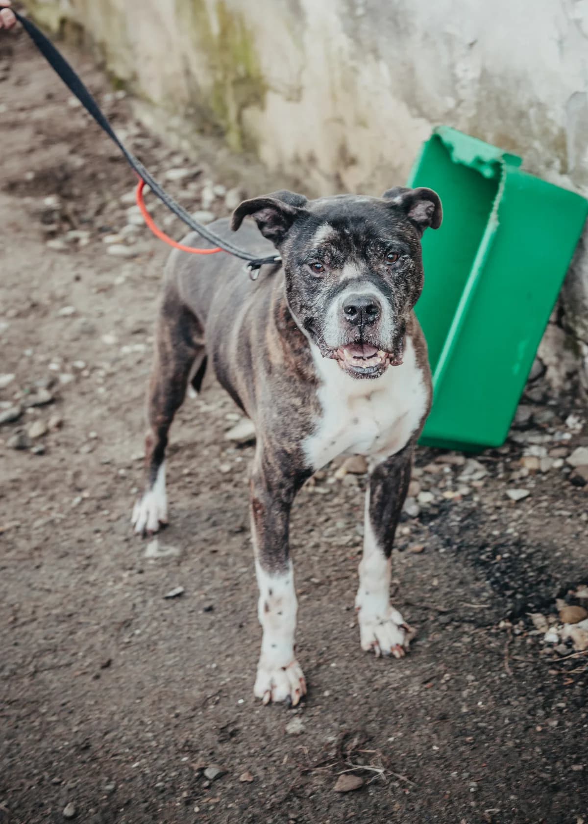 Athos, male senior Staffordshire Bull Terrier for adoption at Arme Hundeseelen, Năsăud