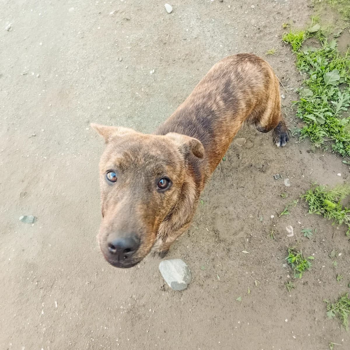 Azura, female young Mixed Breed for adoption at Arme Hundeseelen, Năsăud