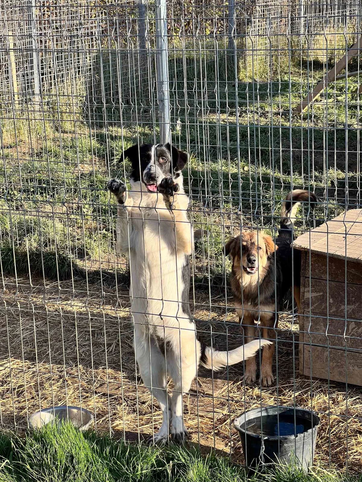 Bati, female Border Collie for adoption at Arme Hundeseelen