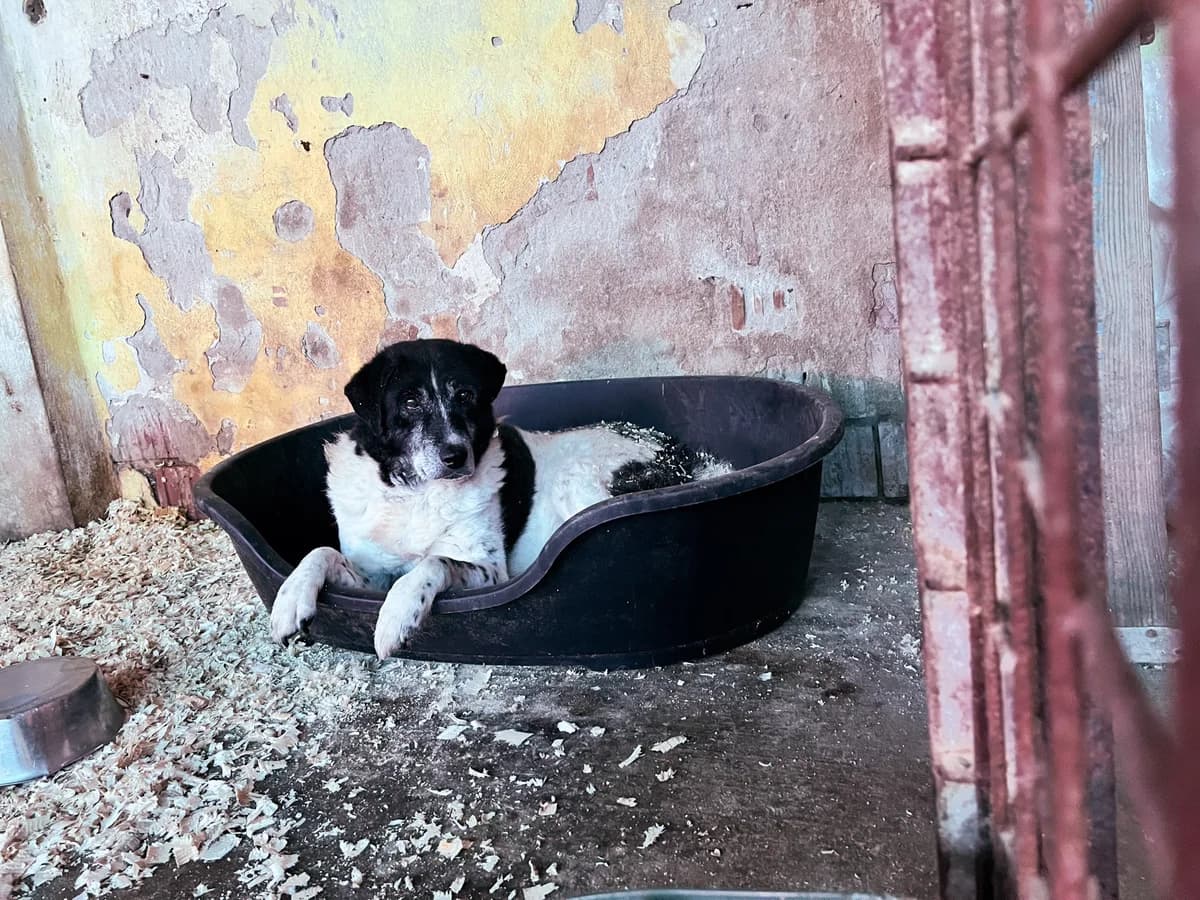 Bob, male senior Mixed Breed for adoption at Arme Hundeseelen, Năsăud