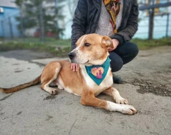 Campino, male senior American Staffordshire Terrier for adoption at Arme Hundeseelen, Năsăud