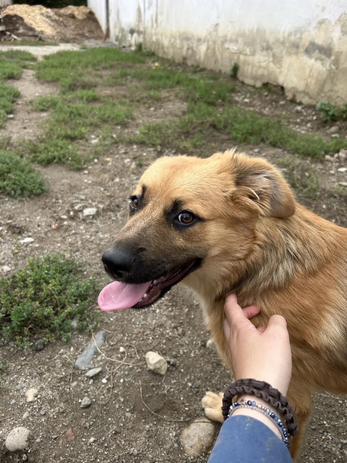 Cannella, female puppy Mixed Breed for adoption at Arme Hundeseelen, Năsăud
