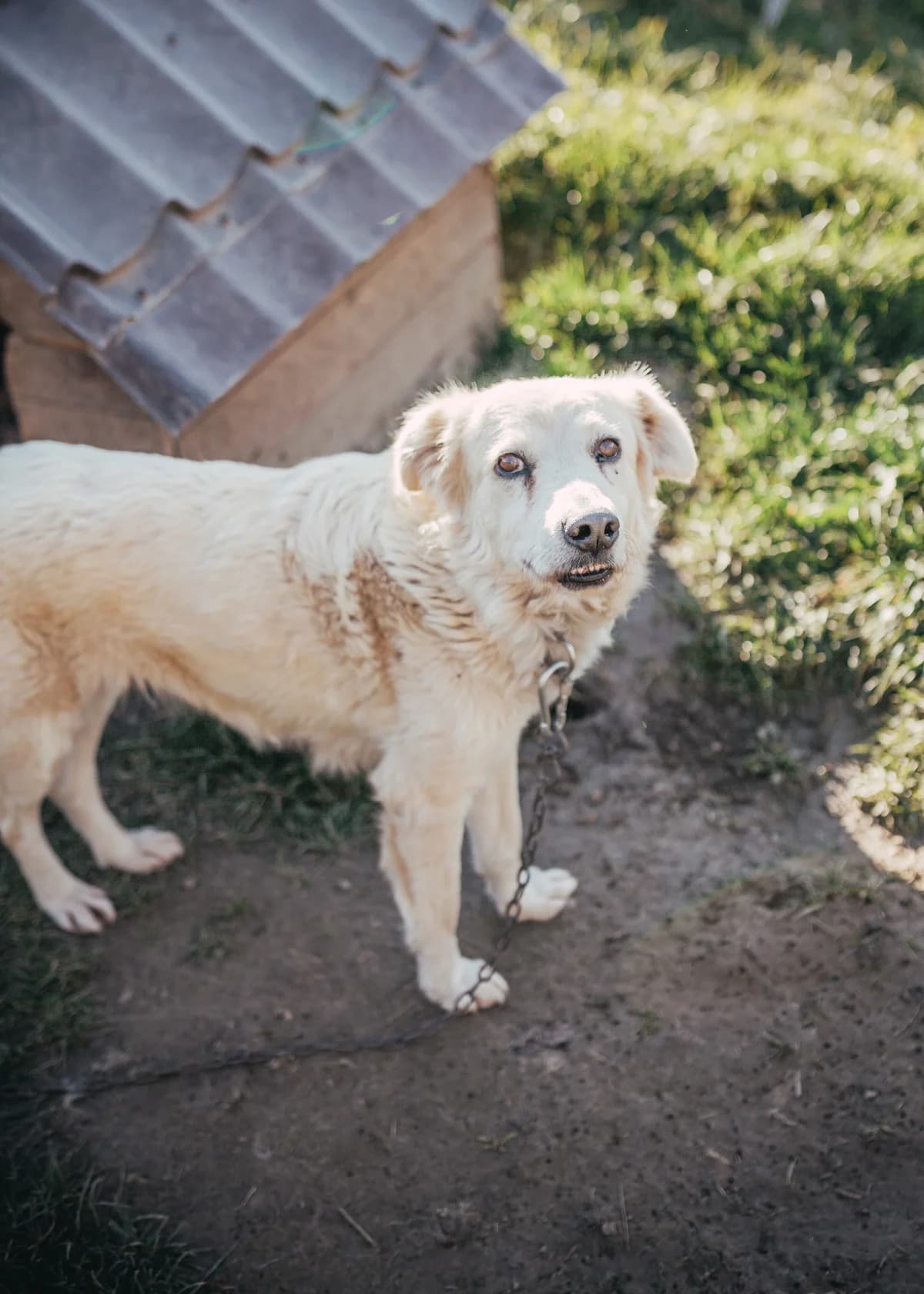 Chanel, female 7yo Mixed Breed for adoption at Arme Hundeseelen, Năsăud