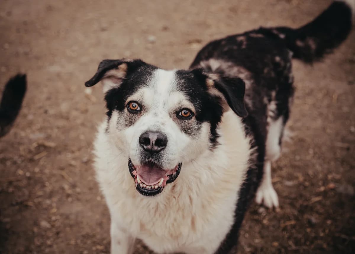 Copilu, male 6yo Husky for adoption at Arme Hundeseelen, Năsăud