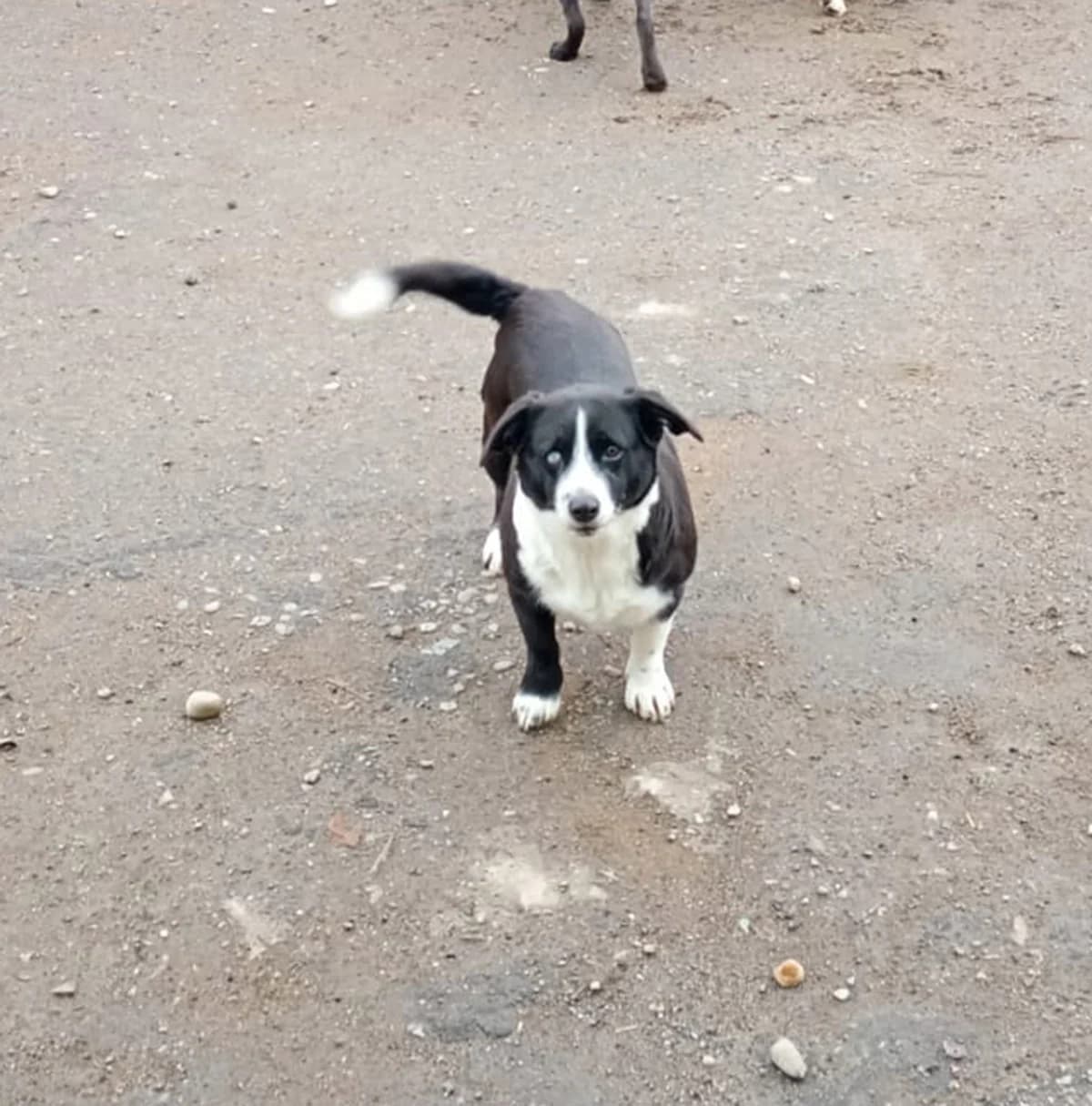 Daphne, female 3yo Mixed Breed for adoption at Arme Hundeseelen, Năsăud