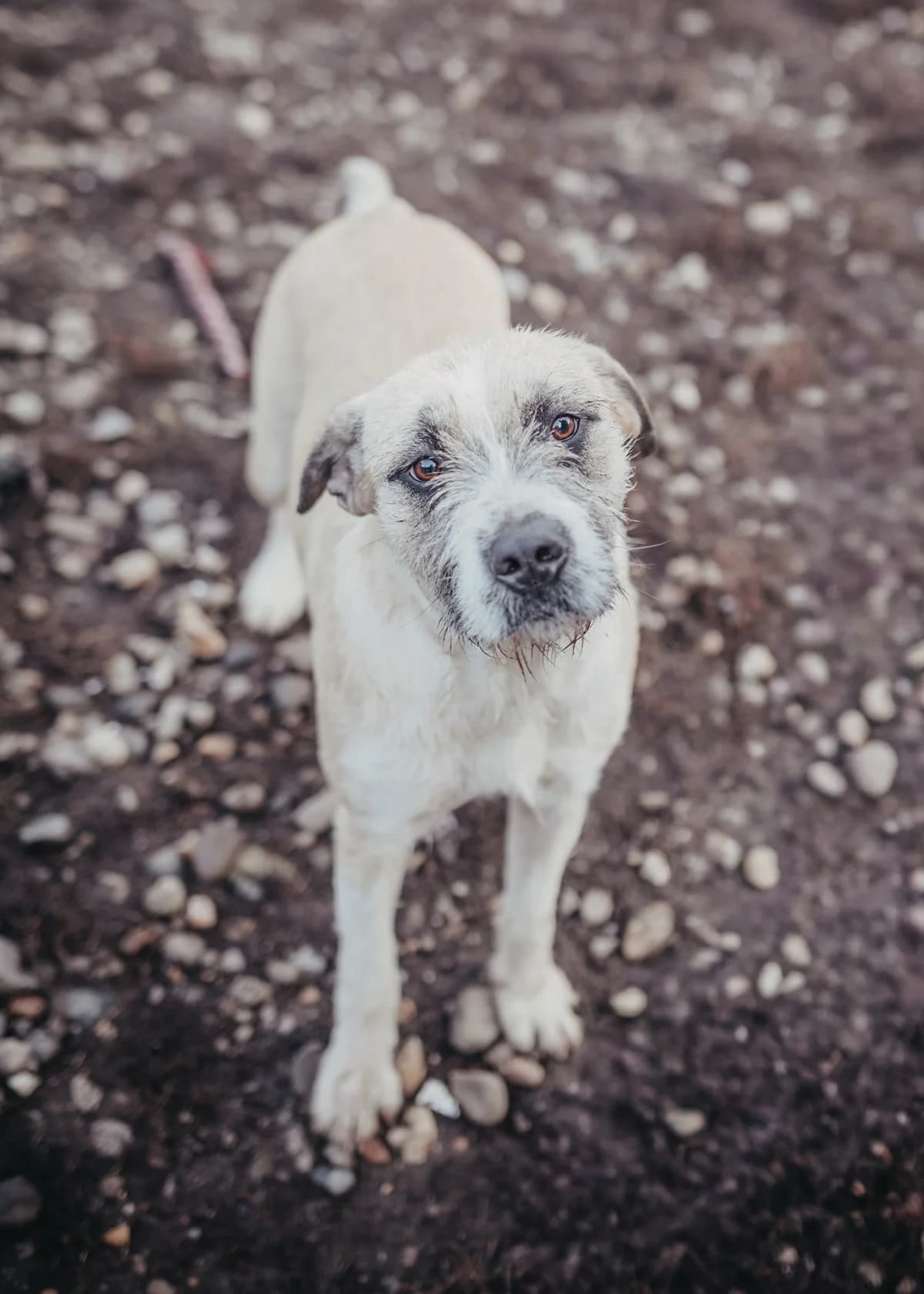 Delia, female young Mixed Breed for adoption at Arme Hundeseelen, Năsăud