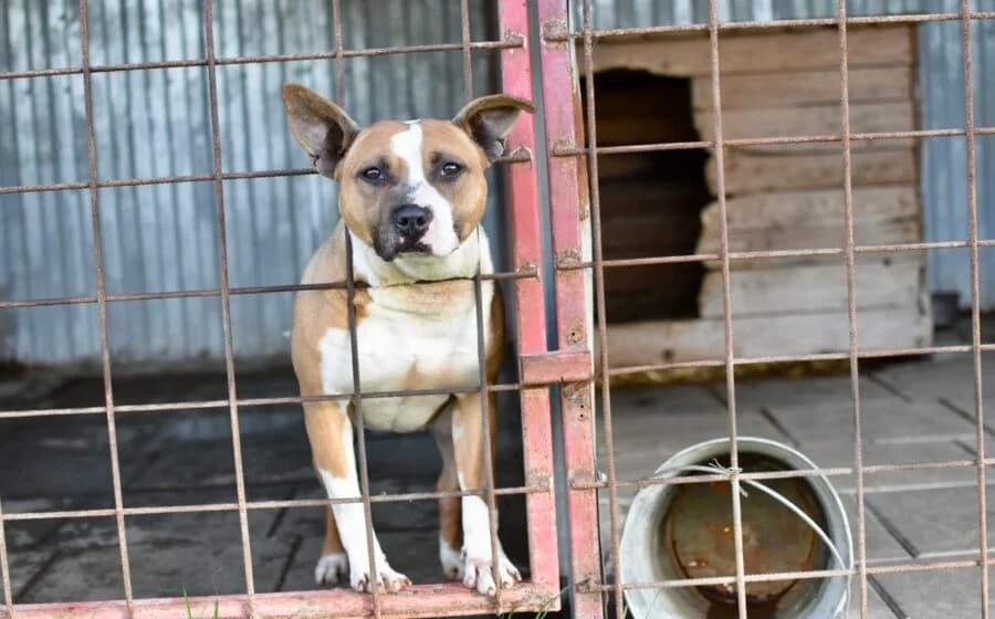 Delilah, female Staffordshire Bull Terrier for adoption at Arme Hundeseelen