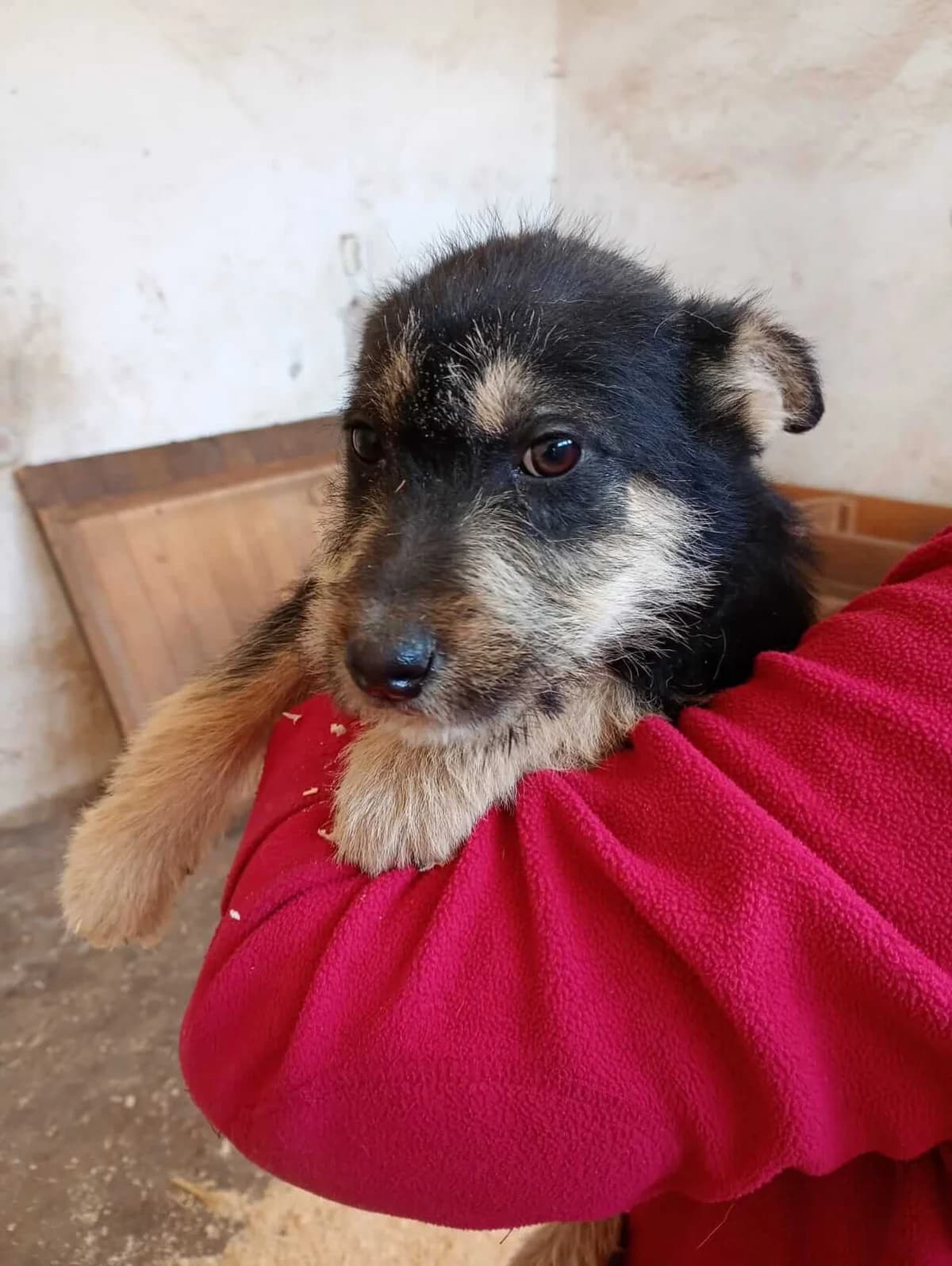Elli, female puppy Mixed Breed for adoption at Arme Hundeseelen, Năsăud