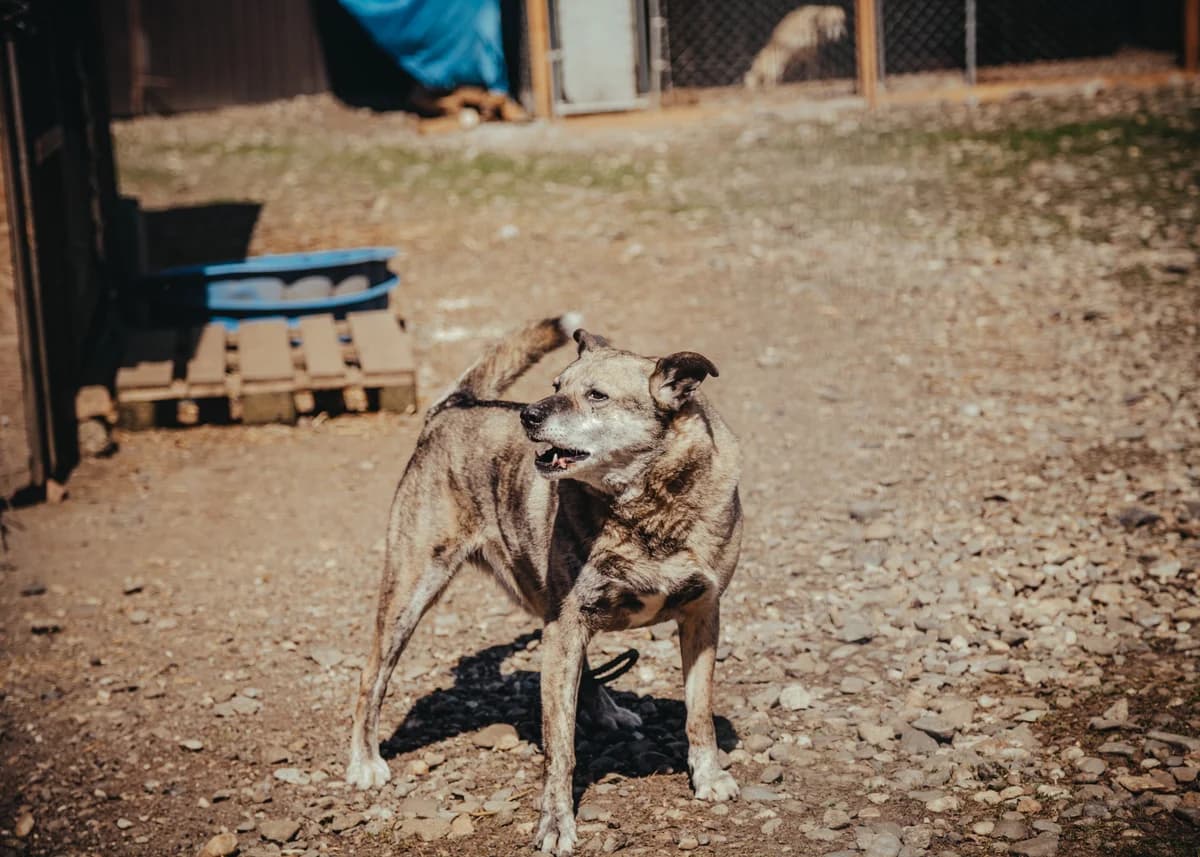 Emilia, female senior mixed breed for adoption at Arme Hundeseelen, Năsăud