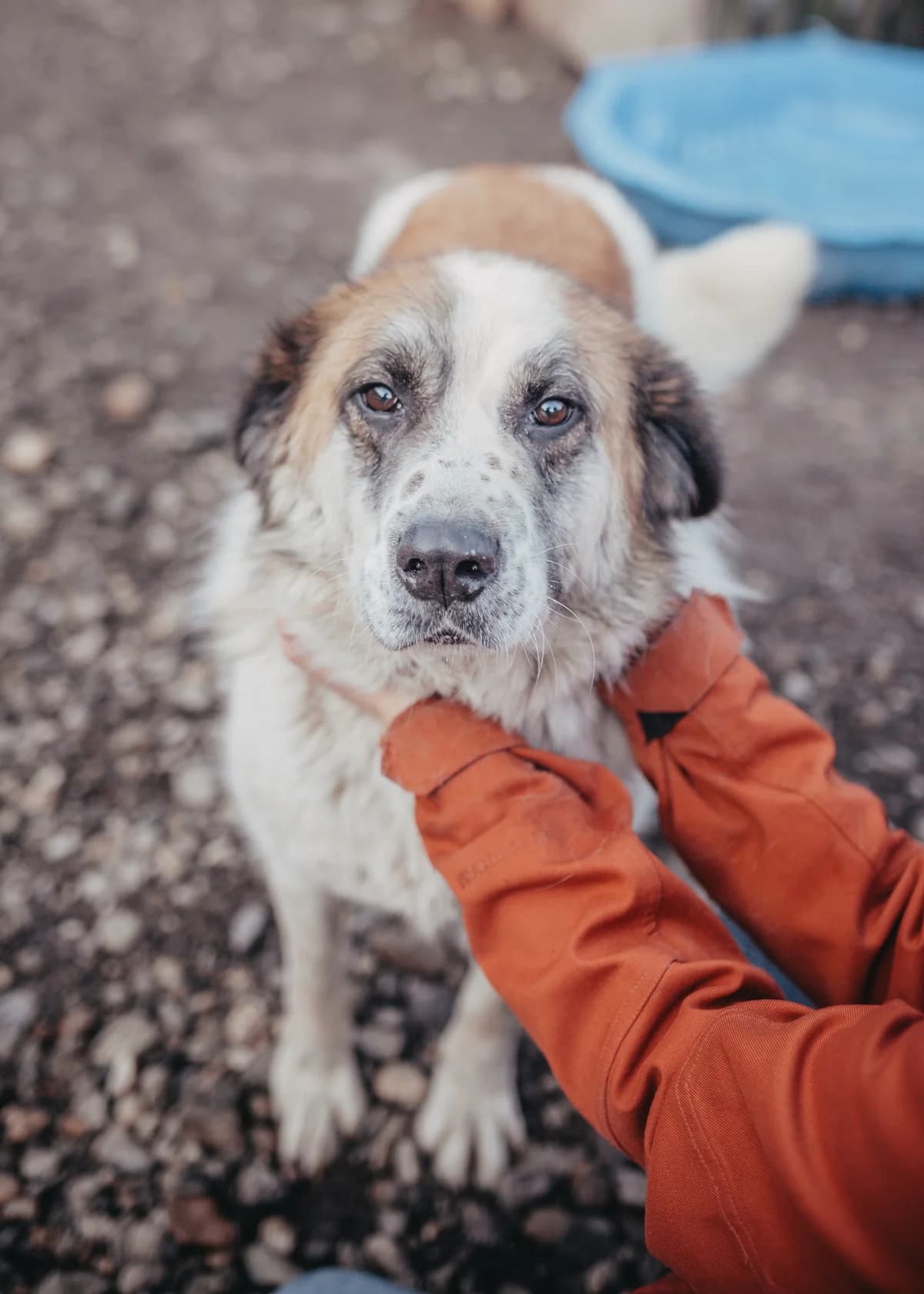 Felix, male 6yo Mixed Breed for adoption at Arme Hundeseelen, Năsăud