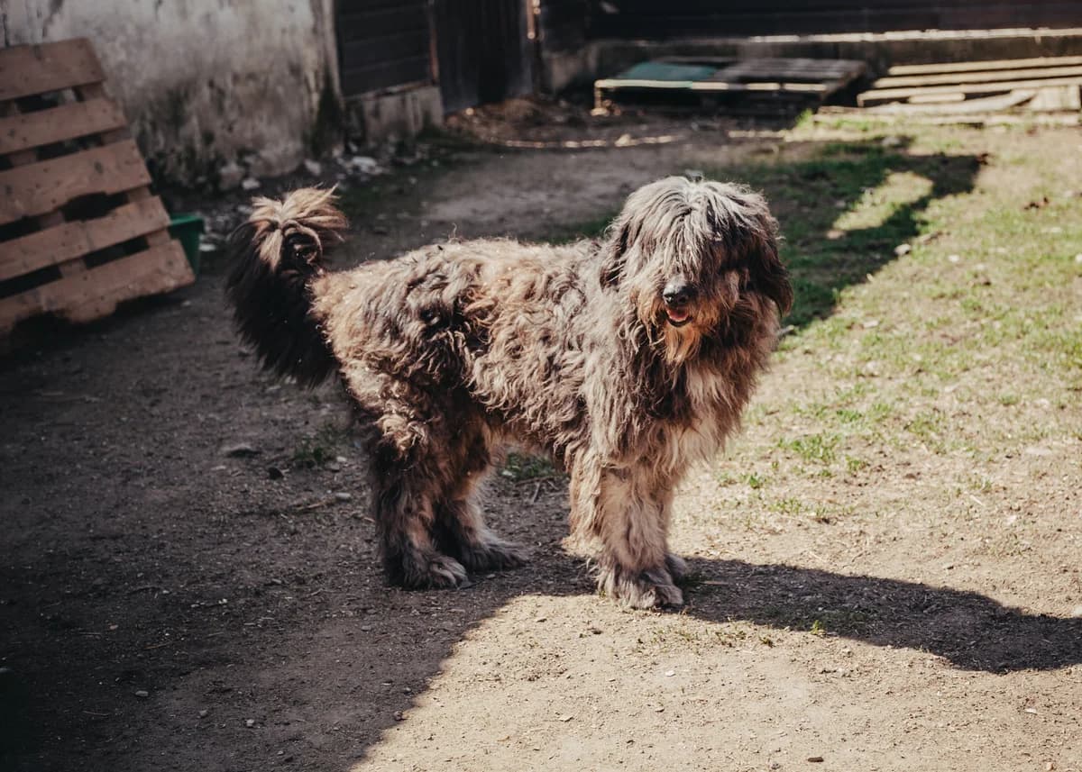 Fiete, male 7yo Romanian Shepherd for adoption at Arme Hundeseelen, Năsăud