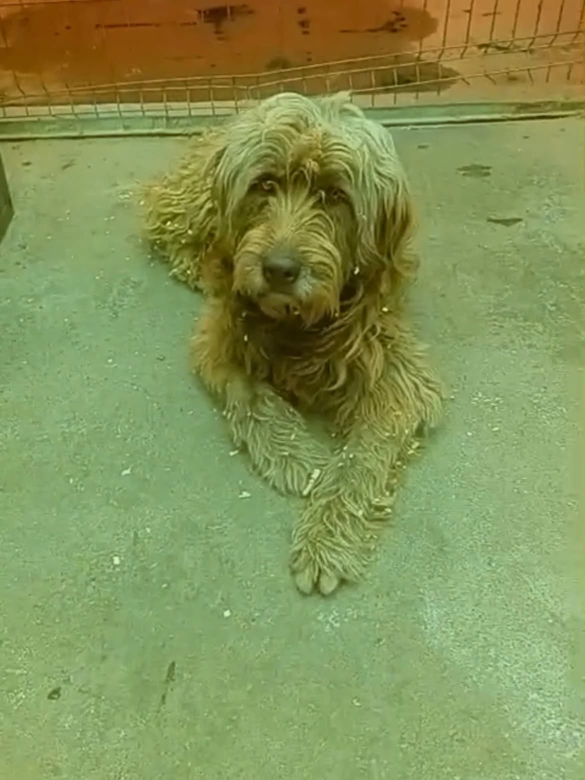 Fuchur, male 5yo mixed breed for adoption at Arme Hundeseelen, Năsăud