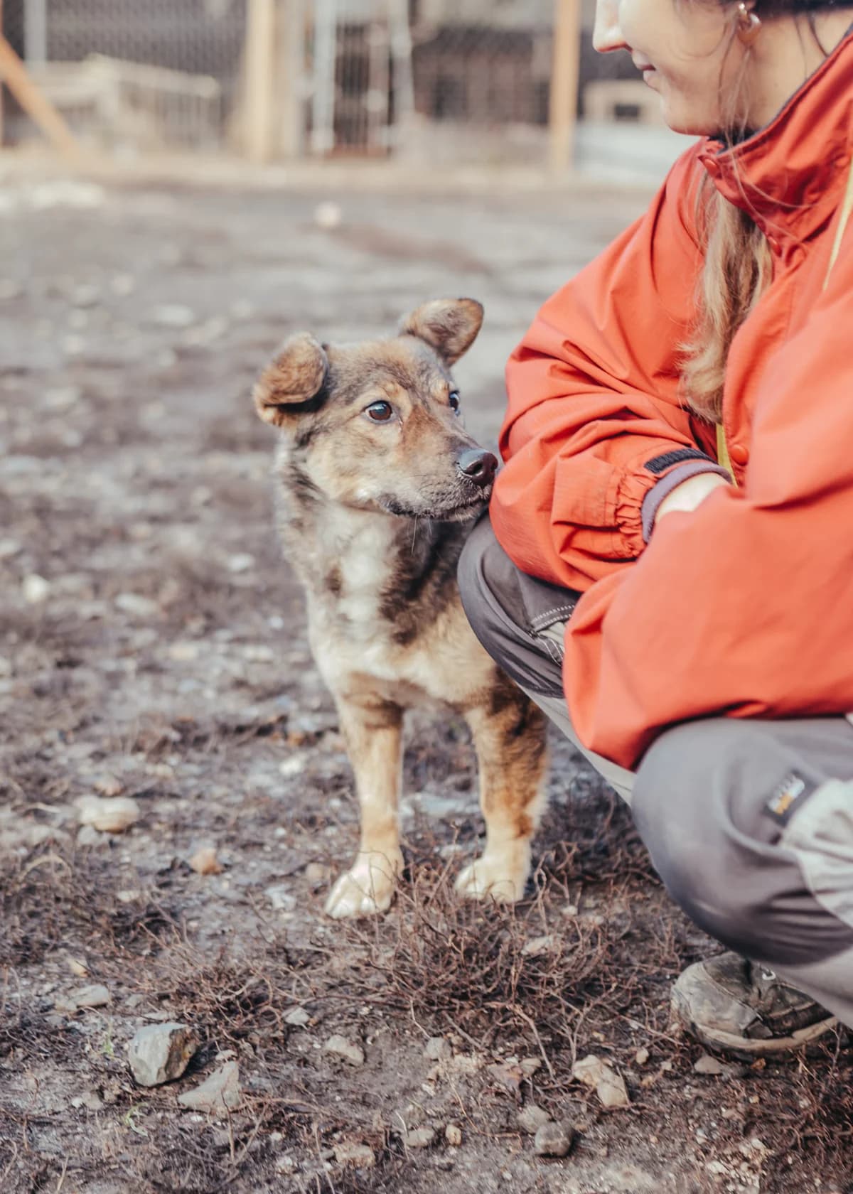 Happy, male Dachshund for adoption at Arme Hundeseelen