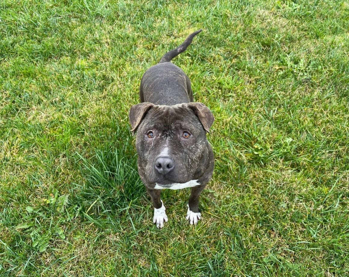Hariboo, male 6yo American Staffordshire Terrier for adoption at Arme Hundeseelen, Năsăud