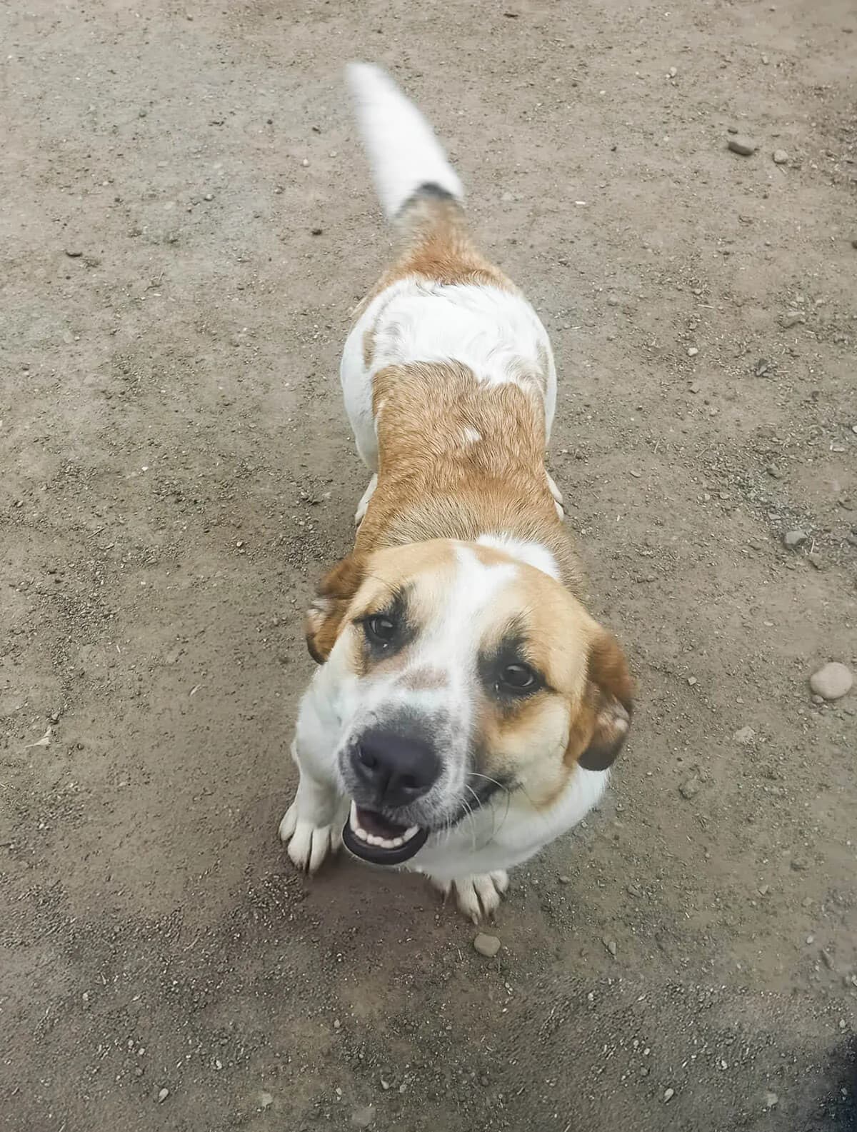Honey, female 3yo Mixed Breed for adoption at Arme Hundeseelen, Năsăud