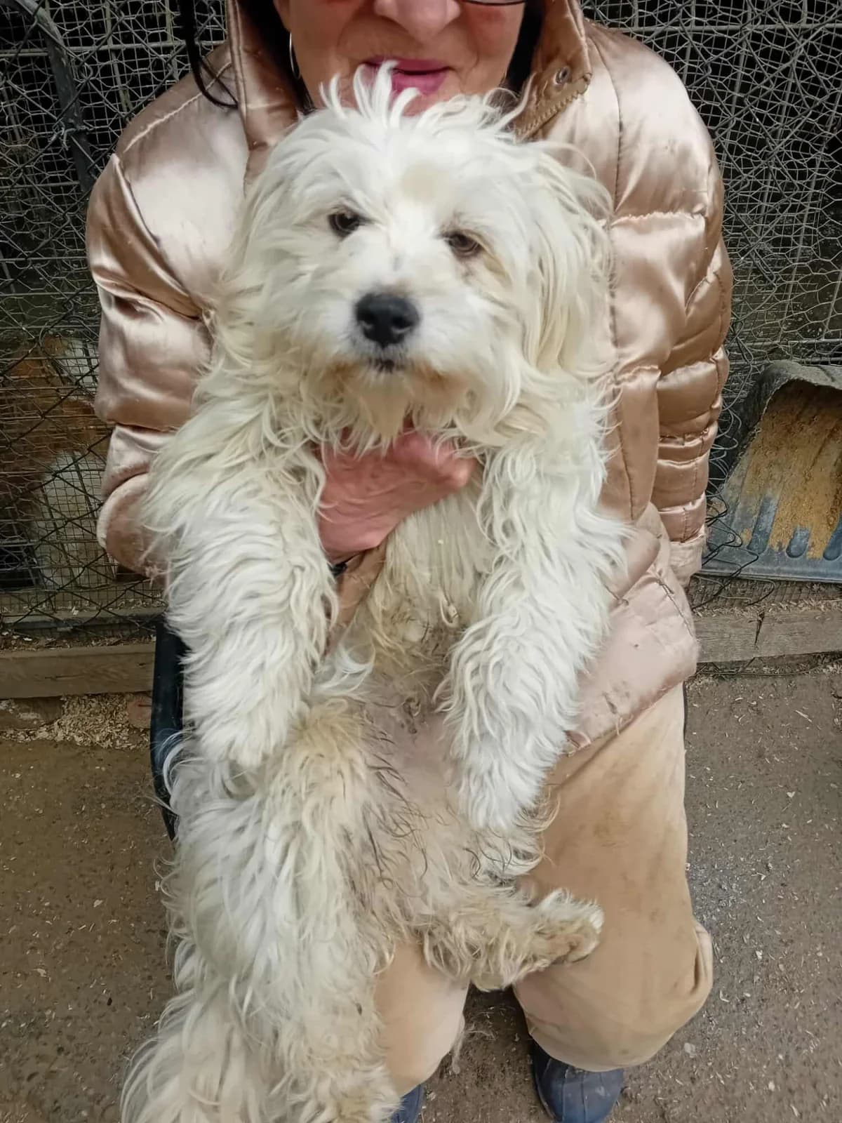 Idefix, male Maltese for adoption at Arme Hundeseelen