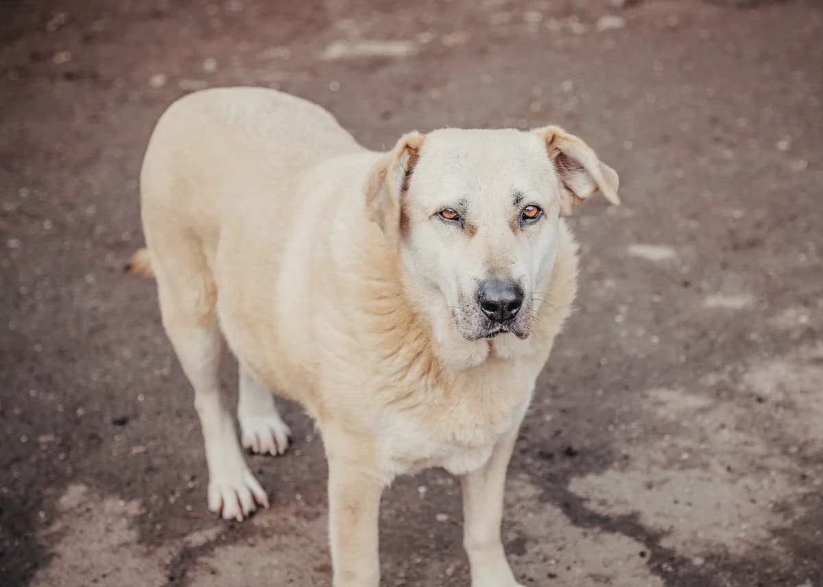 Jascha, female Labrador Retriever for adoption at Arme Hundeseelen