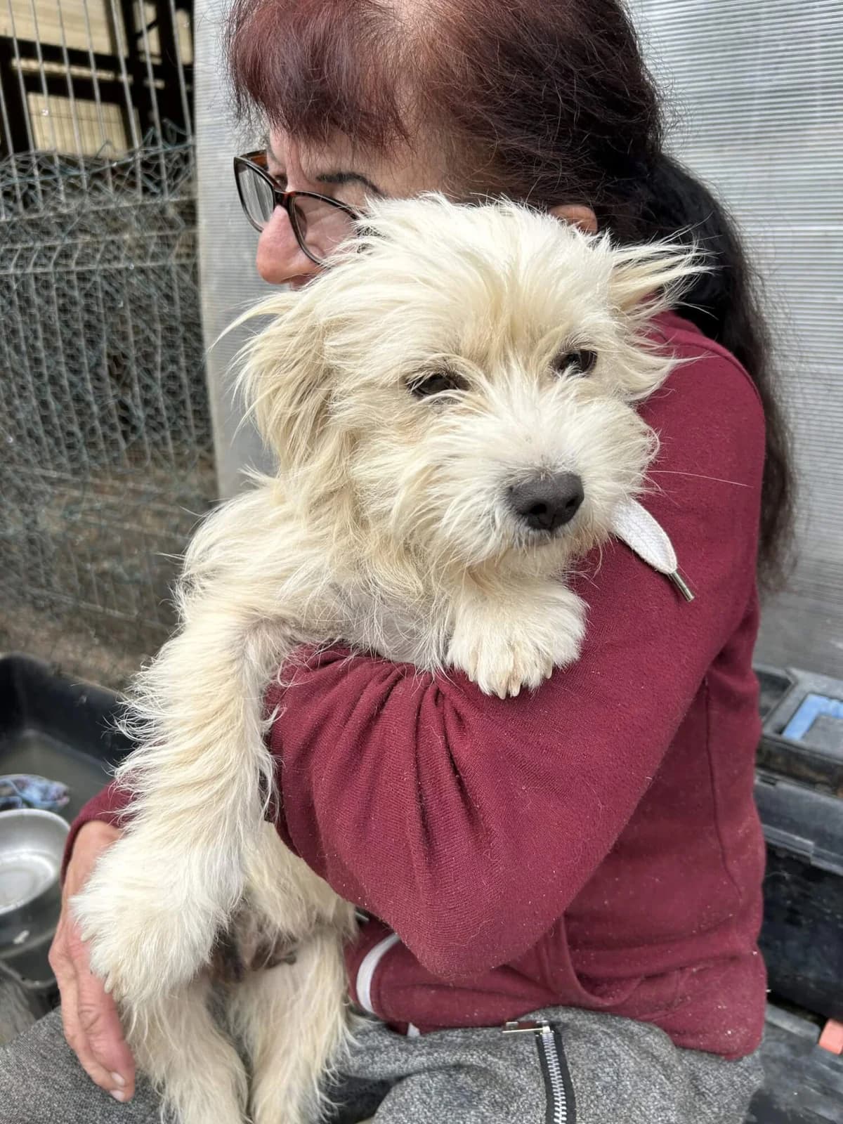 Jessy, female young Mixed Breed for adoption at Arme Hundeseelen, Năsăud