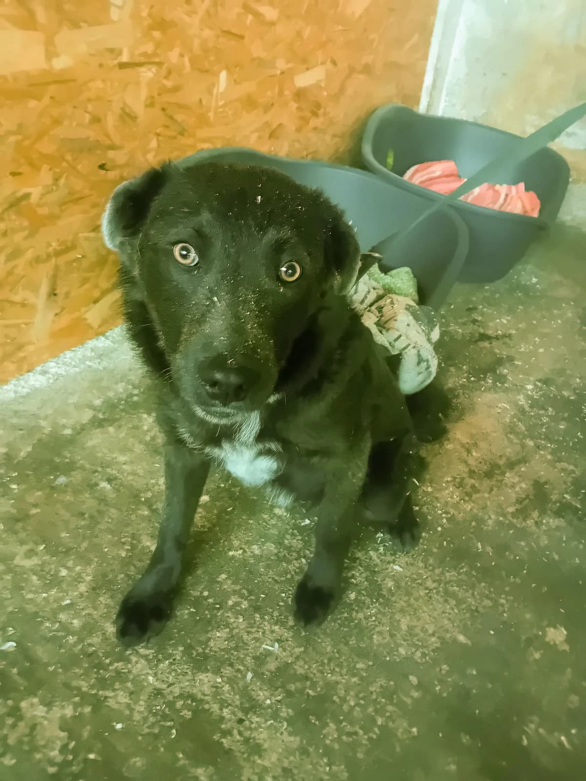 John Wick, male 3yo Mixed Breed for adoption at Arme Hundeseelen, Năsăud