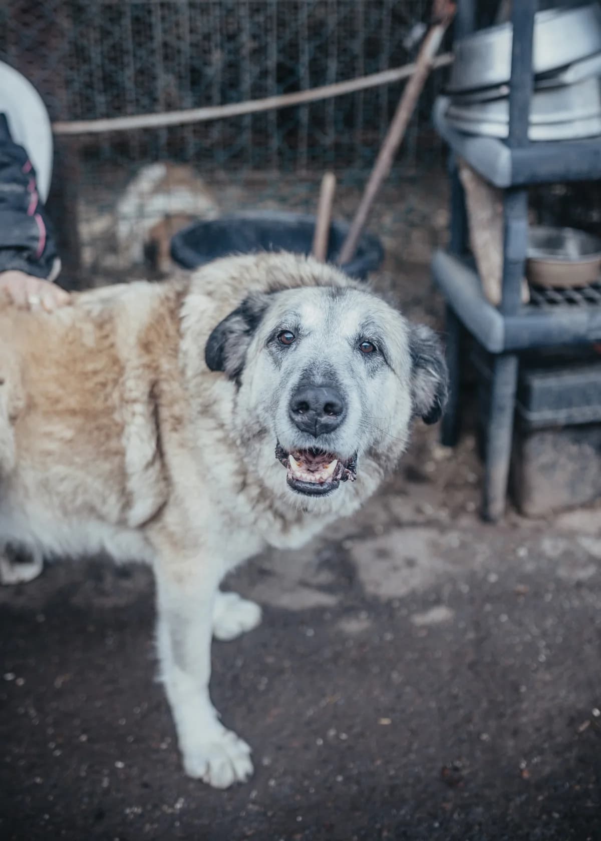 Kajsa, female mixed breed for adoption at Arme Hundeseelen