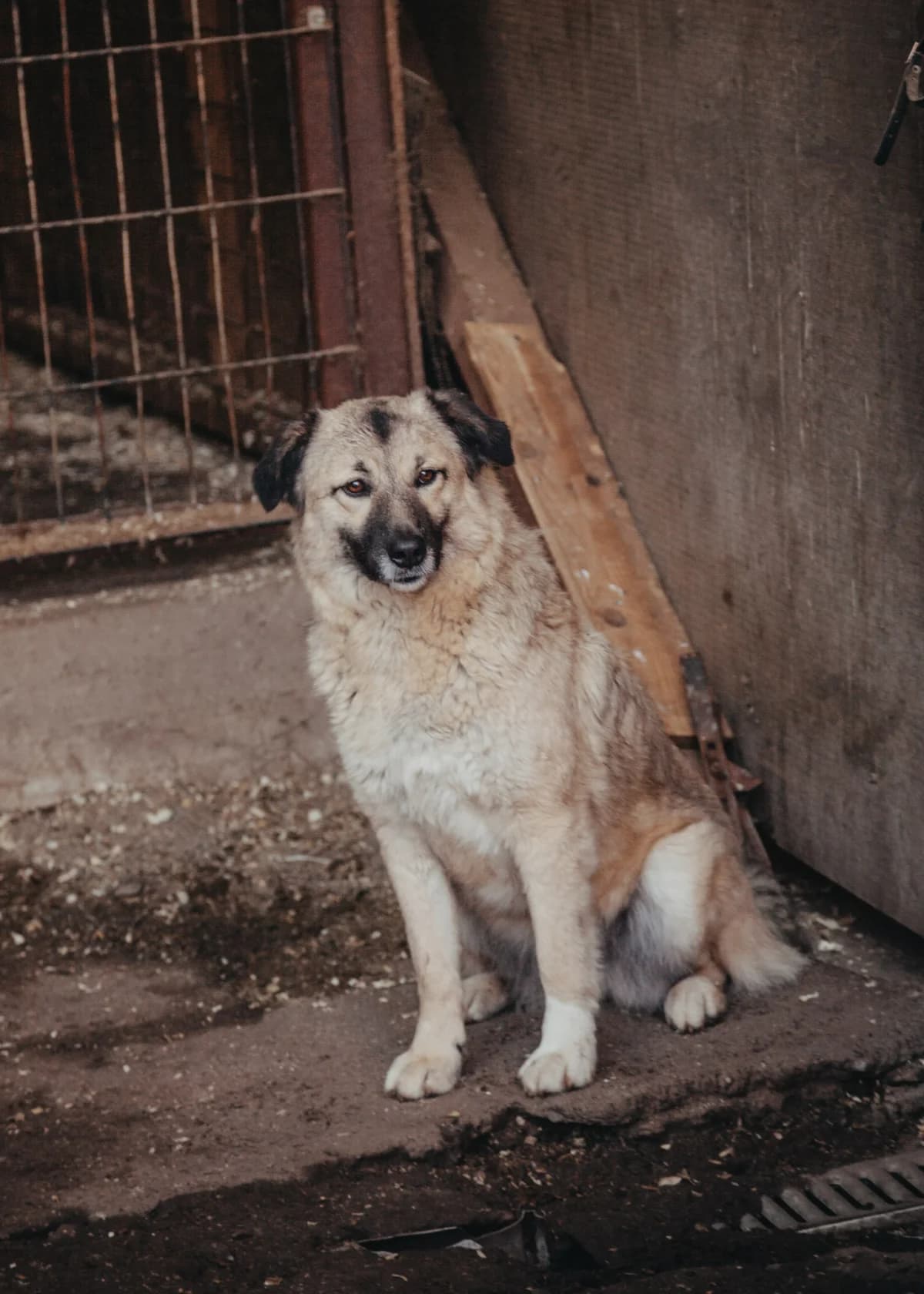 Kim, female Mixed Breed for adoption at Arme Hundeseelen