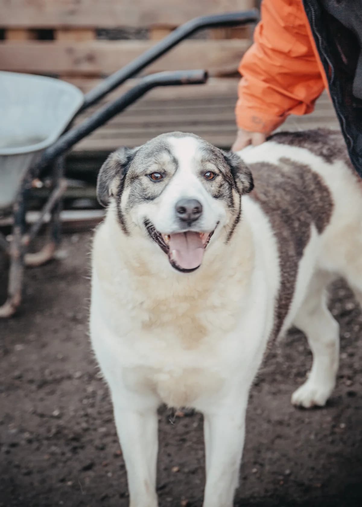 Kiran, male 6yo Mixed Breed for adoption at Arme Hundeseelen, Năsăud