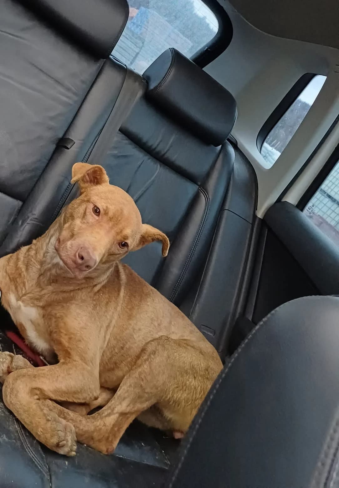 Lana, female 6yo Mixed Breed for adoption at Arme Hundeseelen, Năsăud