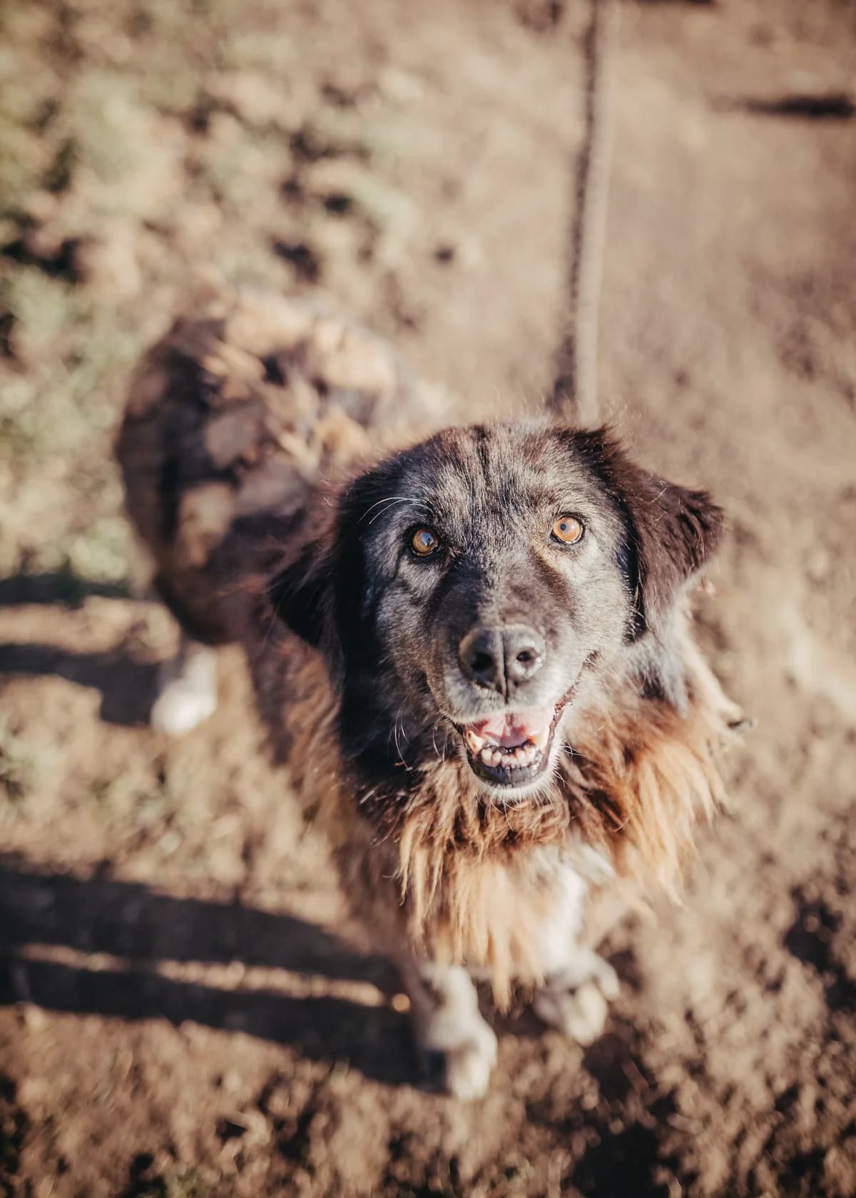 Mahkari, female senior Mixed Breed for adoption at Arme Hundeseelen, Năsăud