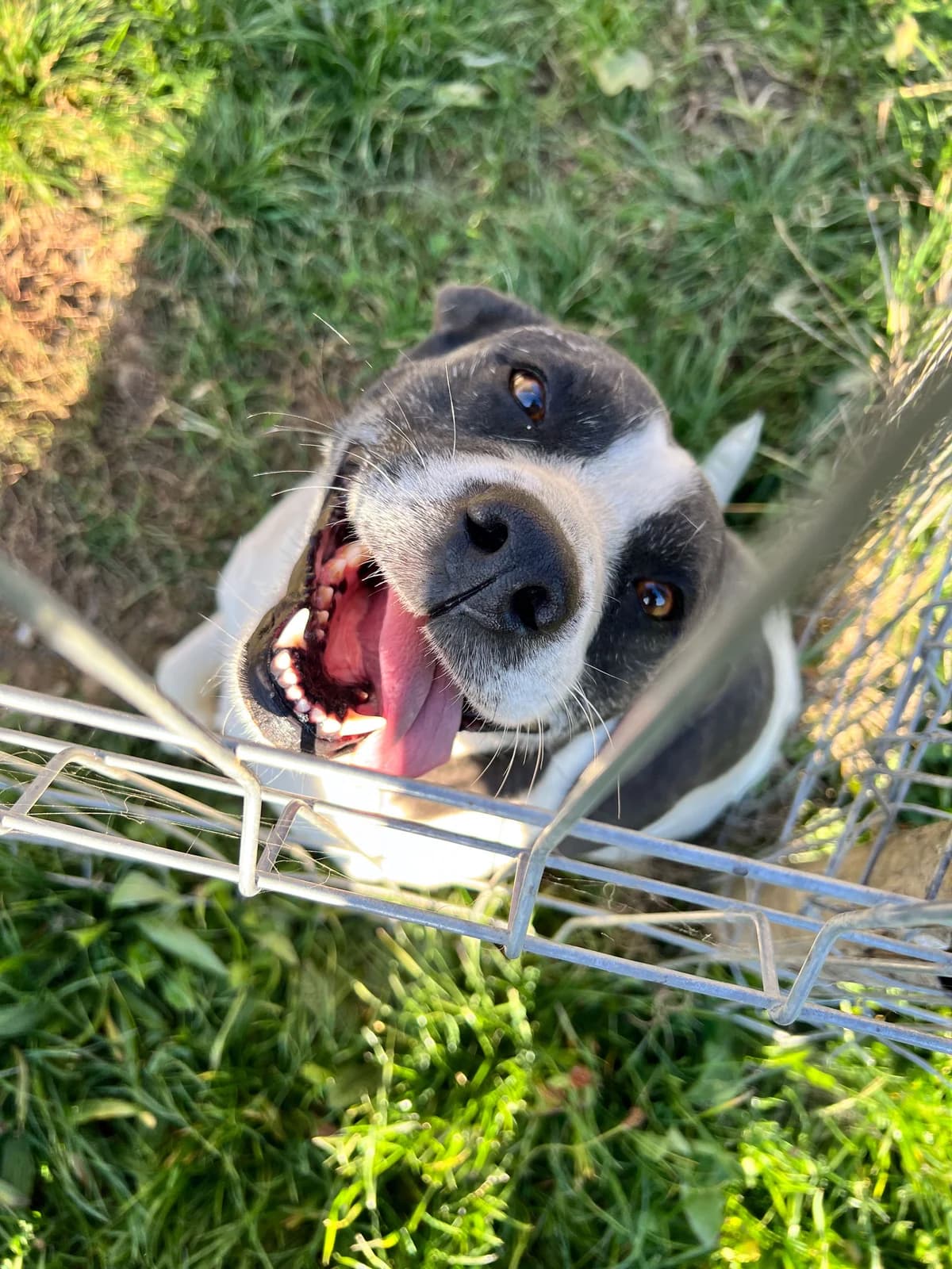 Mariechen, female 7yo Staffordshire Bull Terrier for adoption at Arme Hundeseelen, Năsăud
