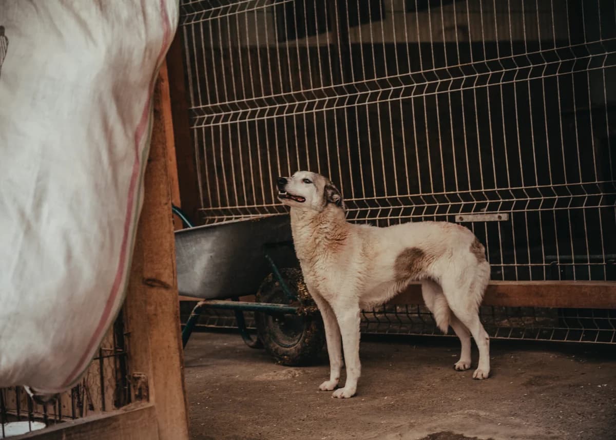 Mascha, female senior Mixed Breed for adoption at Arme Hundeseelen, Năsăud