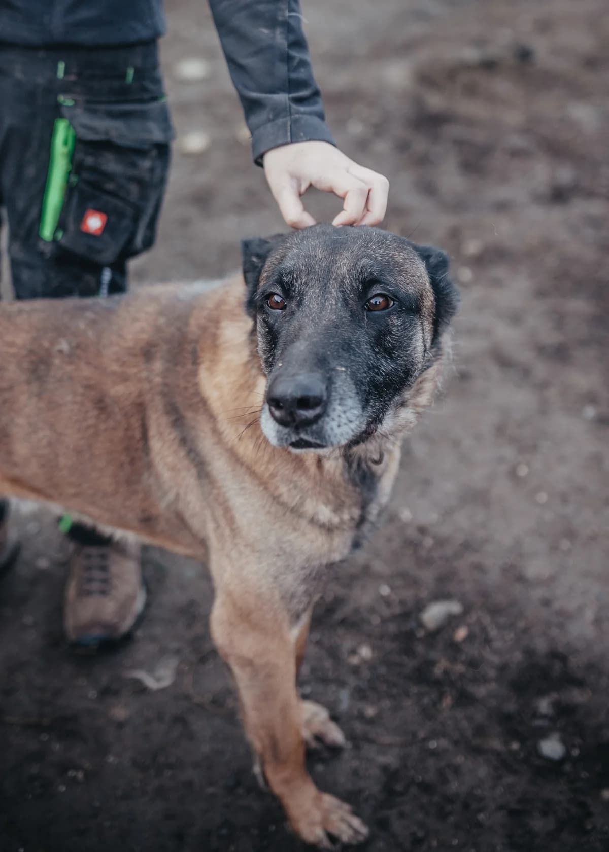 Maxi, male senior Belgian Malinois for adoption at Arme Hundeseelen, Năsăud