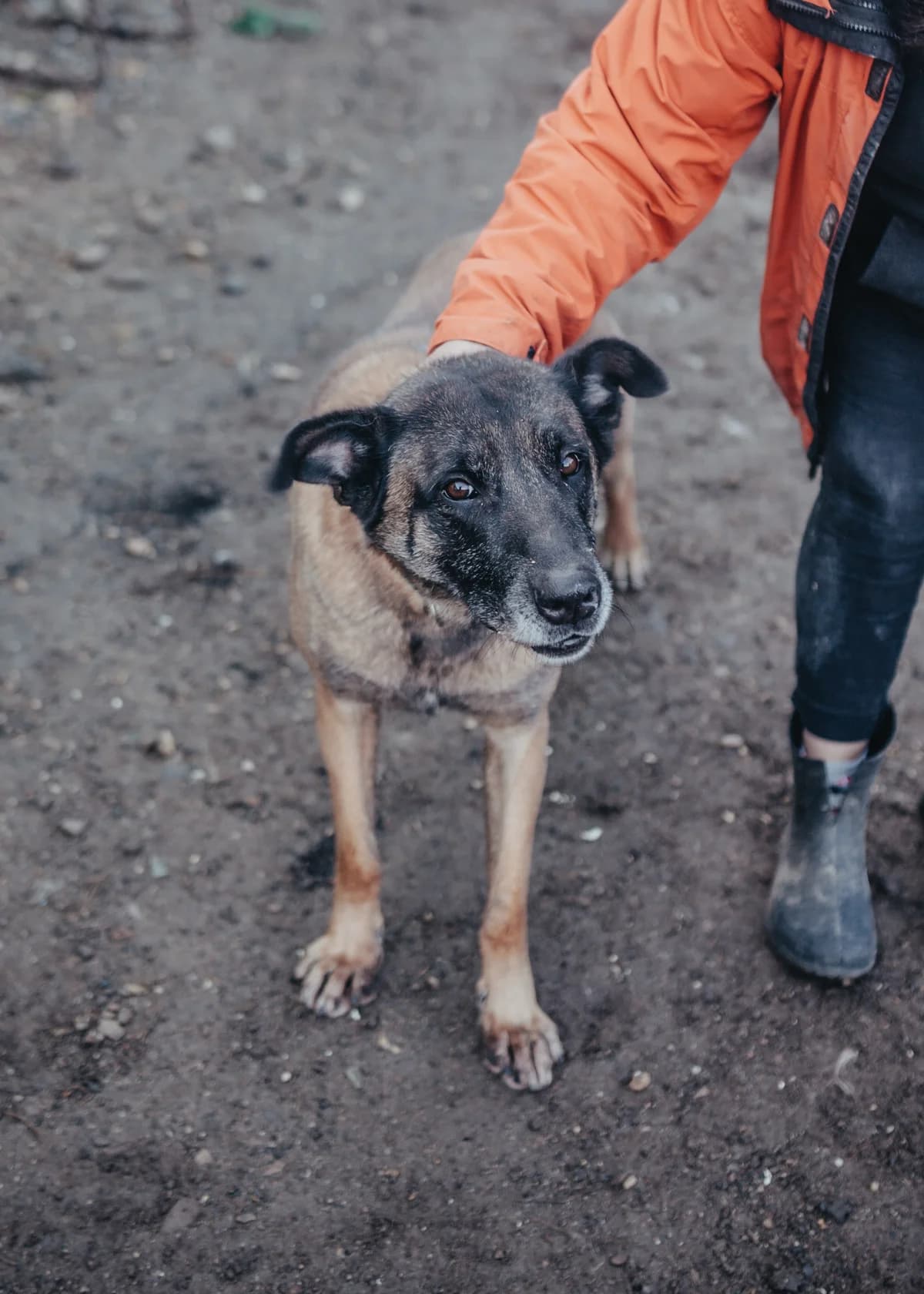 Maxi, male Belgian Malinois for adoption at Arme Hundeseelen — photo 2 of 2