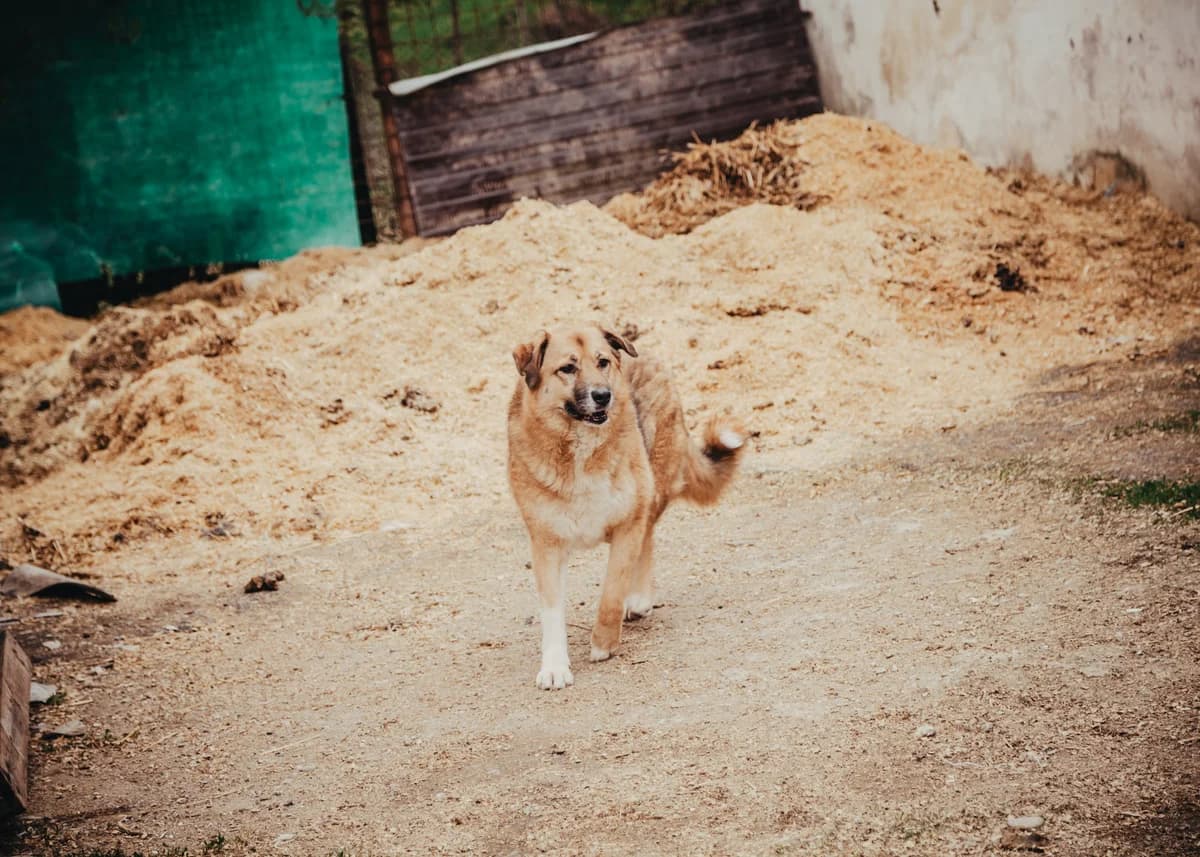 Melisa, female 7yo mixed breed for adoption at Arme Hundeseelen, Năsăud
