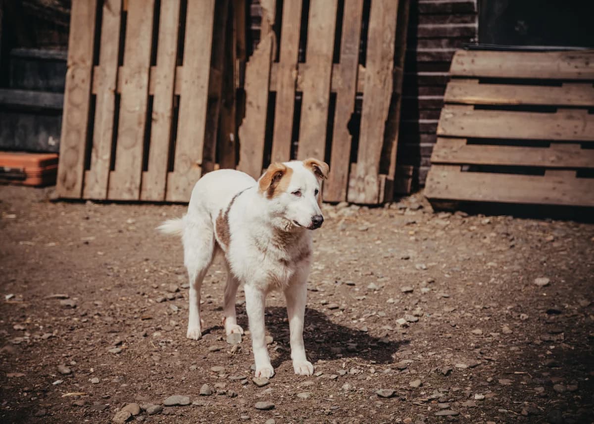 Michal, male senior mixed breed for adoption at Arme Hundeseelen, Năsăud