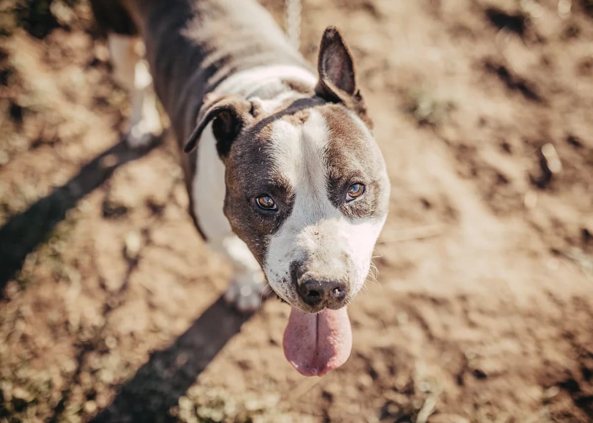 Milo, male 7yo Staffordshire Bull Terrier for adoption at Arme Hundeseelen, Năsăud