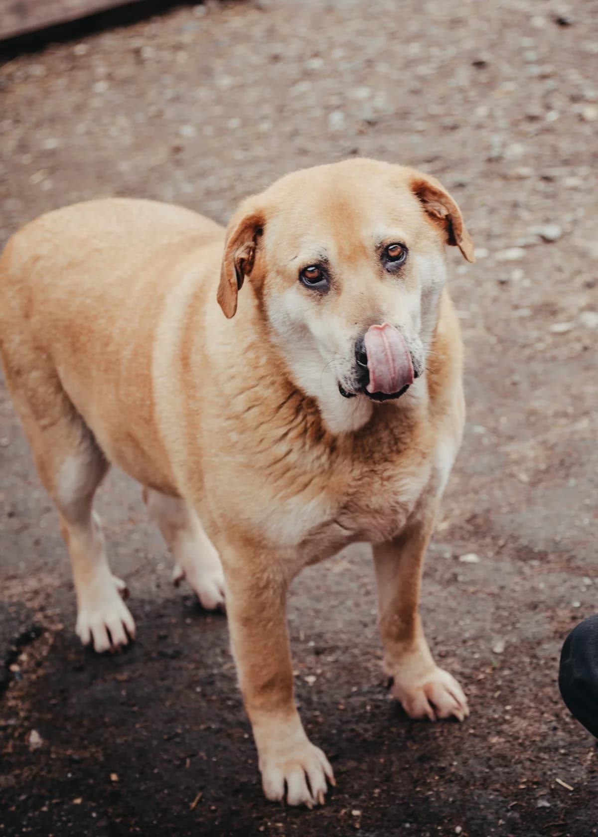 Noah, gold male senior Labrador Retriever for adoption at Arme Hundeseelen, Năsăud