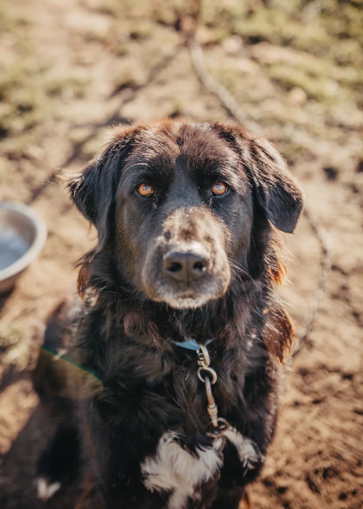 Nouri, female 6yo Mixed Breed for adoption at Arme Hundeseelen, Năsăud