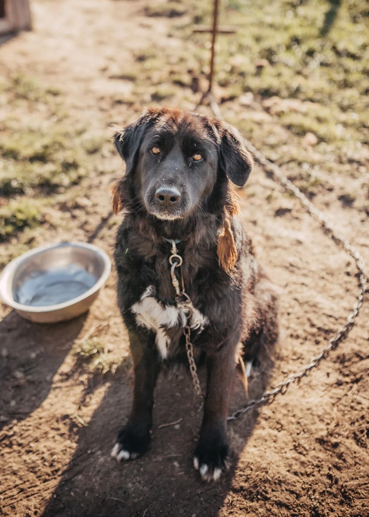 Nouri, female Mixed Breed for adoption at Arme Hundeseelen — photo 2 of 2