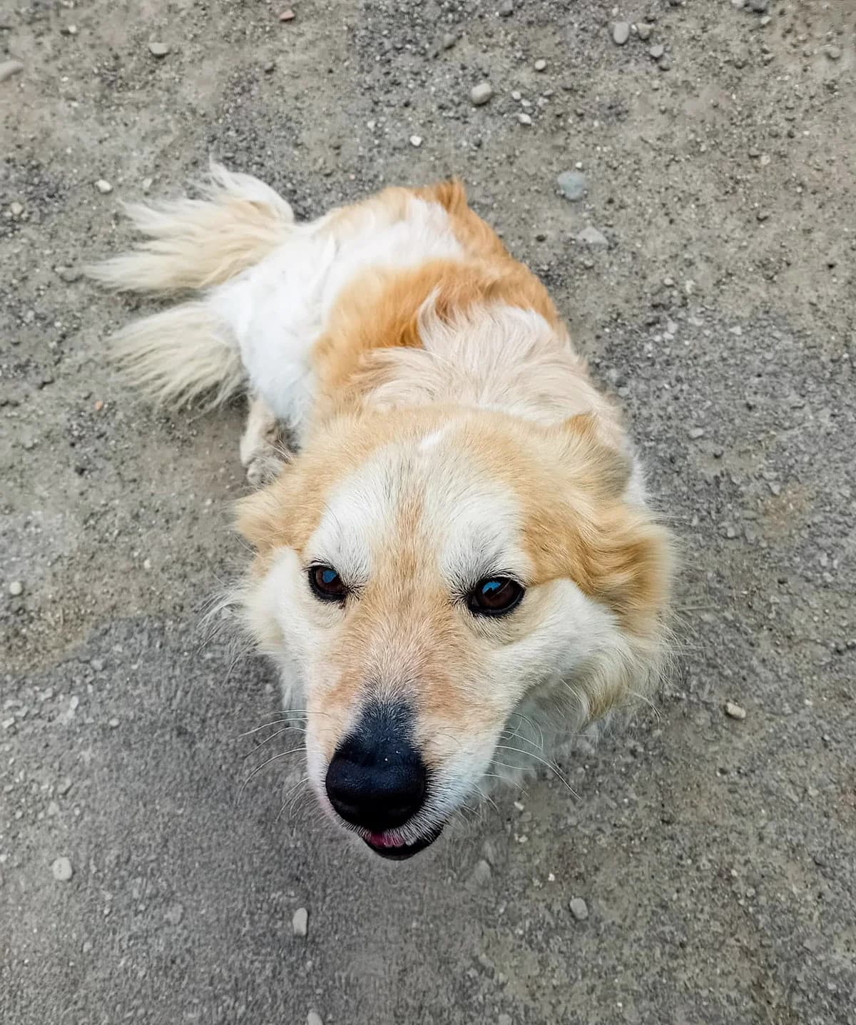Oliver, male 3yo Mixed Breed for adoption at Arme Hundeseelen, Năsăud