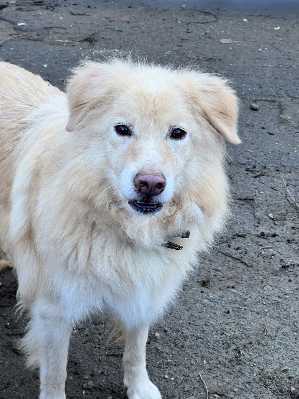 Richi, male senior mixed breed for adoption at Arme Hundeseelen, Năsăud