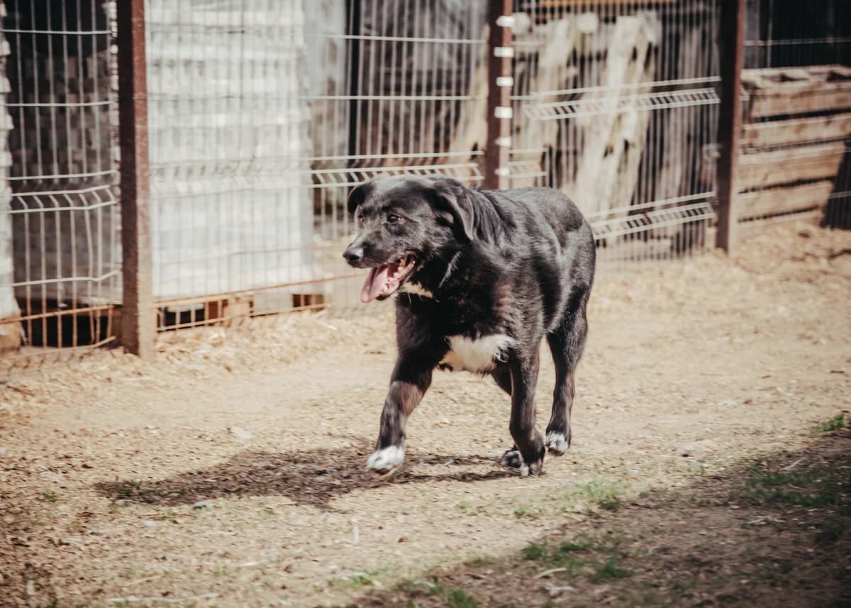 Sally, female 6yo Labrador Retriever for adoption at Arme Hundeseelen, Năsăud