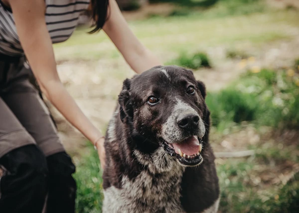 Shuki, male senior mixed breed for adoption at Arme Hundeseelen, Năsăud