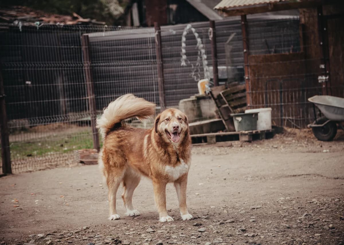 Sola, female mixed breed for adoption at Arme Hundeseelen