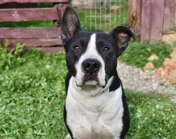 Spillo, male American Staffordshire Terrier for adoption at Arme Hundeseelen