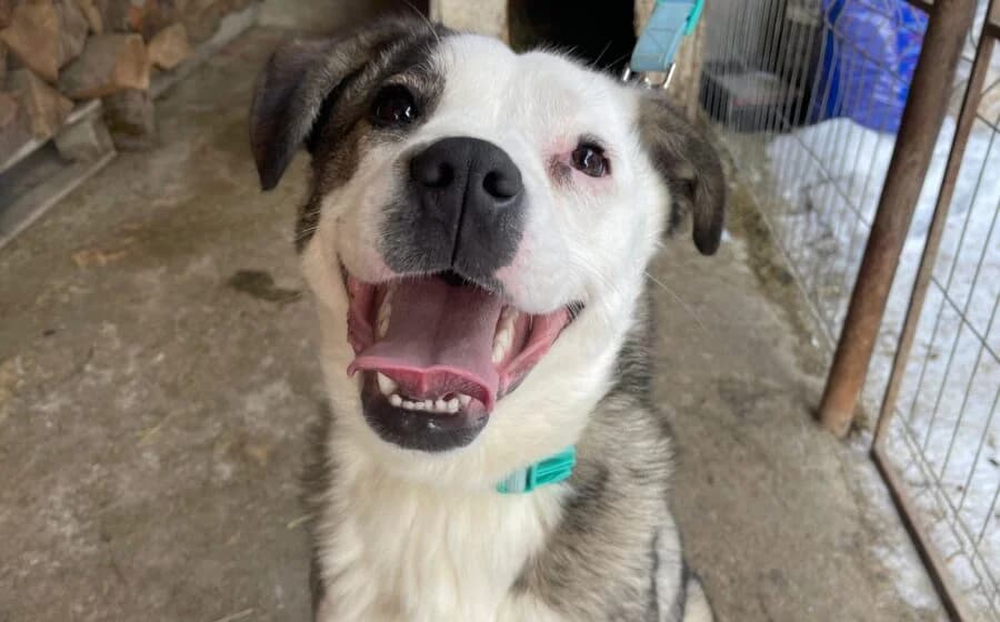 Sunny, female Mixed Breed for adoption at Arme Hundeseelen