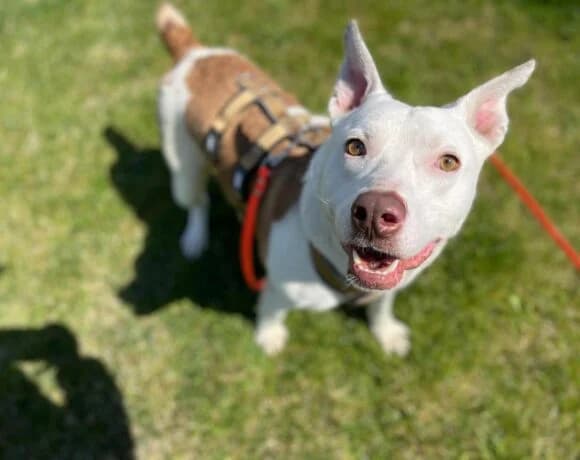 Svend, male 6yo Staffordshire Bull Terrier for adoption at Arme Hundeseelen, Năsăud