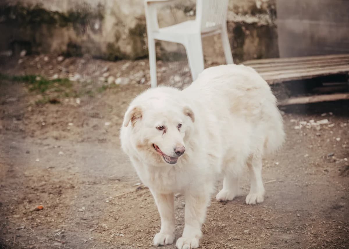 Tara, female mixed breed for adoption at Arme Hundeseelen