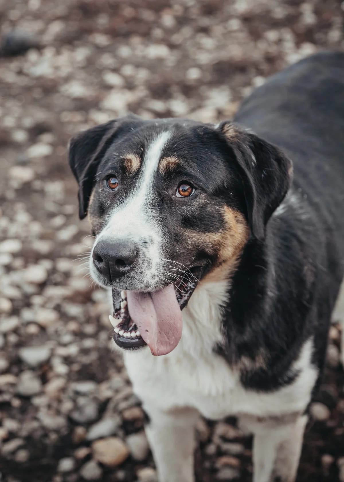 Tharja, female young Mixed Breed for adoption at Arme Hundeseelen, Năsăud